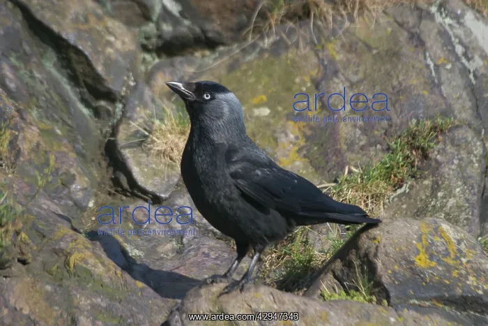  : Jackdaw standing on rocks