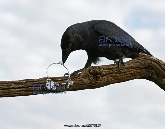 : jackdaw - stealing jewellery : jackdaw - stealing jewellery