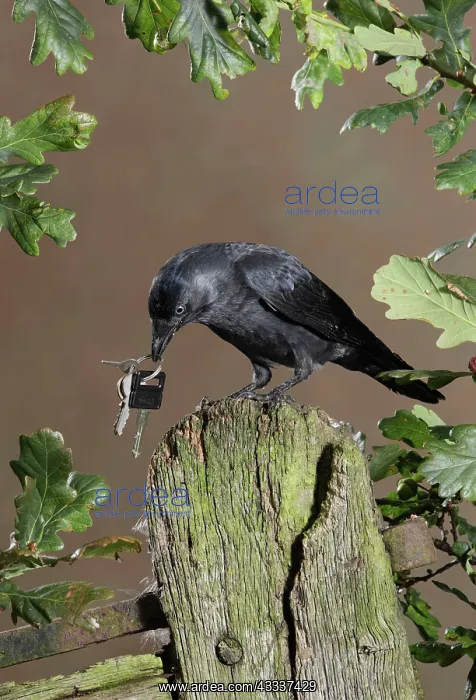: jackdaw - stealing keys : jackdaw - stealing keys
