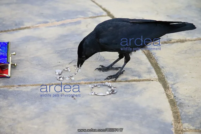 : Jackdaw - stealing from purse : Jackdaw - stealing from purse