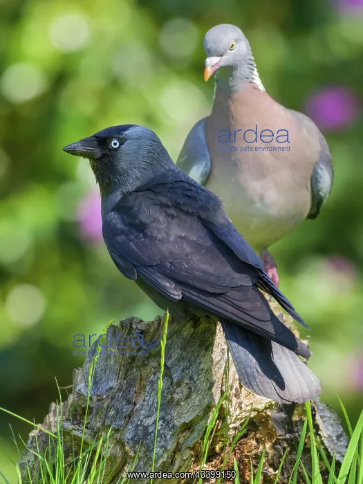 : Jackdaw and Wood pigeon : Jackdaw and Wood pigeon