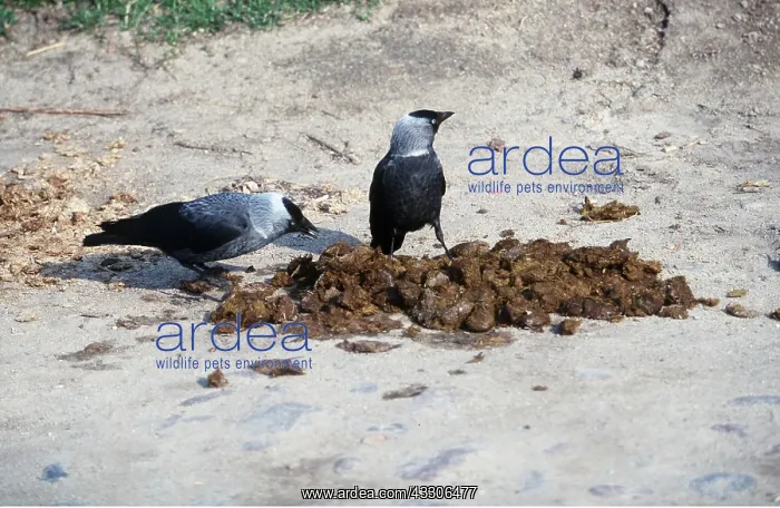 : JACKDAW - x two, inspecting dung : JACKDAW - x two, inspecting dung