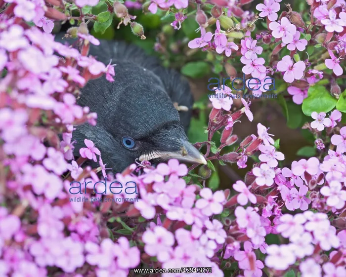 : Jackdaw - Youngster in flower bed : Jackdaw - Youngster in flower bed