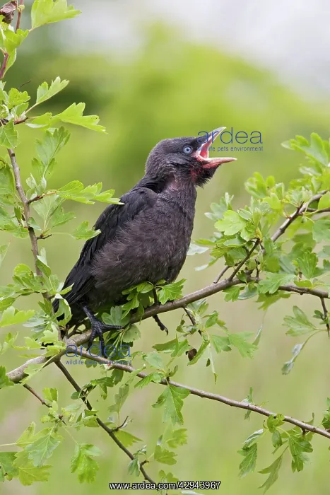: Jackdaw - youngster on hawthorn branch : Jackdaw - youngster on hawthorn branch
