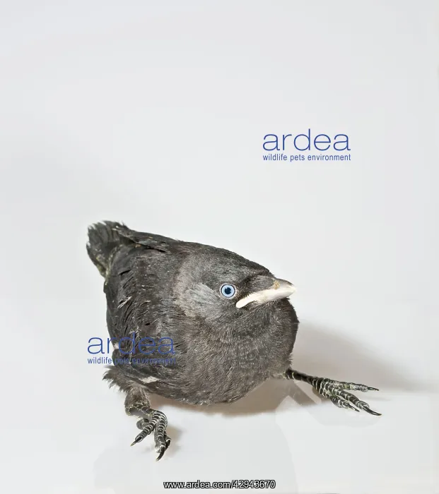 : Jackdaw - youngster on white background : Jackdaw - youngster on white background