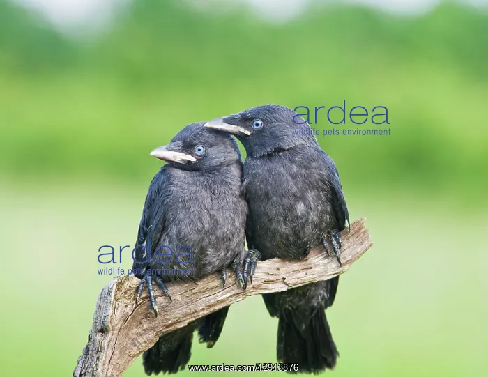 : Jackdaw - youngsters on branch : Jackdaw - youngsters on branch