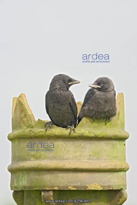 : Jackdaw - youngsters on chimney pot : Jackdaw - youngsters on chimney pot