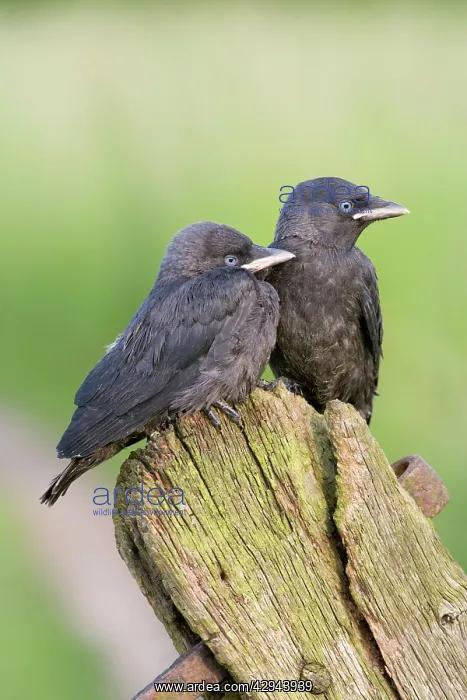 : Jackdaw - youngsters on gate post : Jackdaw - youngsters on gate post