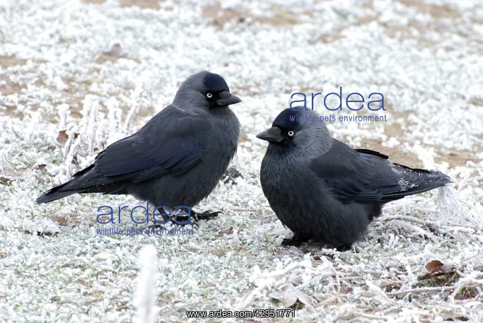 : Jackdaws - in the frost : Jackdaws - in the frost