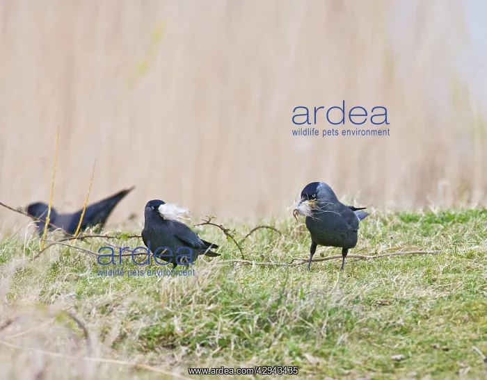 : Jackdaws - gathering nest material : Jackdaws - gathering nest material