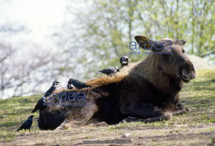 : Jackdaws - plucking hairs from Moose for nest building : Jackdaws - plucking hairs from Moose for nest building