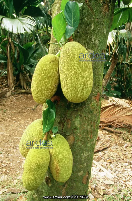  : Jackfruit (Artocarpus heterophyllus)