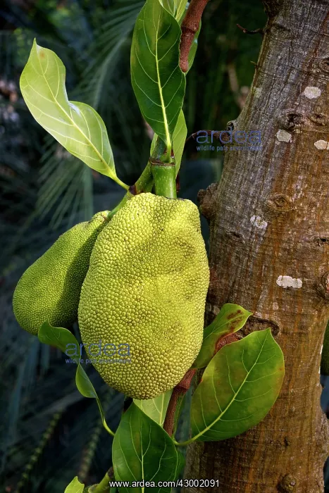 : Jackfruit Native to S.& S.E. Asia. It has the largest tree-borne fruit : Jackfruit Native to S.& S.E. Asia. It has the largest tree-borne fruit
