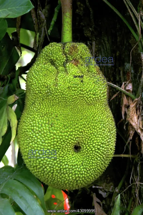 : Jackfruit, Artocarpus heterophylla, member of the mulberry family : Jackfruit, Artocarpus heterophylla, member of the mulberry family
