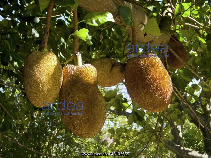 : Jackfruit. Jaca or Jackfruit (Artocarpus heterophyllus), ripe fruit. Brazil : Jackfruit. Jaca or Jackfruit (Artocarpus heterophyllus), ripe fruit. Brazil