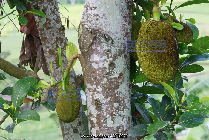 : Jackfruit - fruit : Jackfruit - fruit