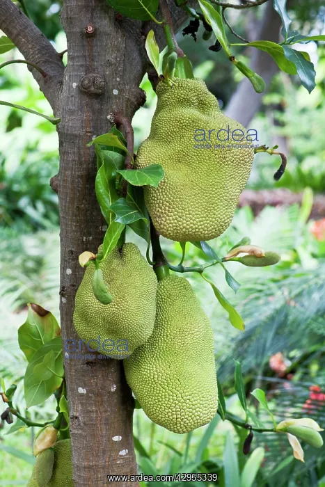 : Jackfruit - fruits can grow up to 60cm long and : Jackfruit - fruits can grow up to 60cm long and