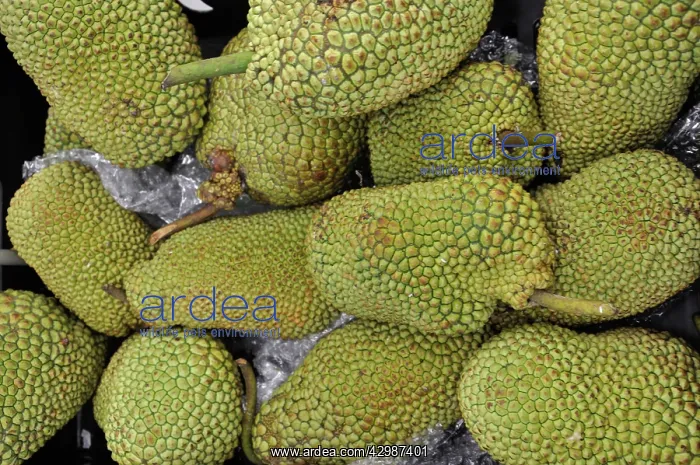 : Jackfruit. widely grown in the tropics for food : Jackfruit. widely grown in the tropics for food