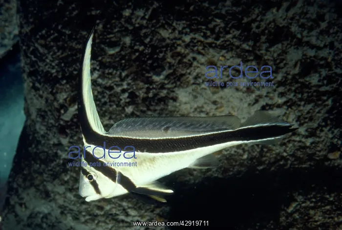 : Jackknife Drumfish : Jackknife Drumfish