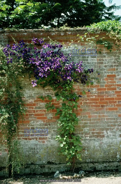 : JACKMAN'S CLEMATIS : JACKMAN'S CLEMATIS