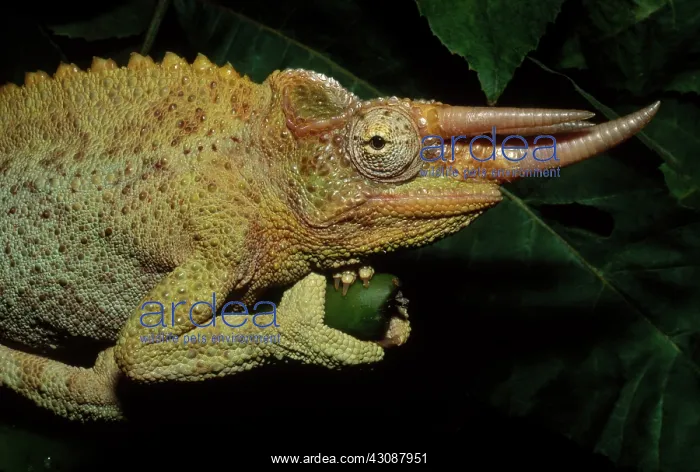 : Jackson's Chameleon : Jackson's Chameleon