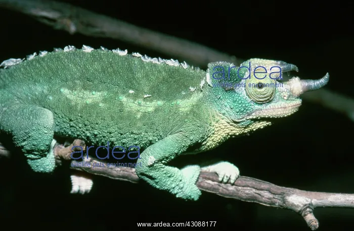  : Jackson's Chameleon