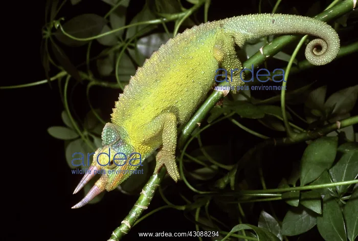 : Jackson's Chameleon : Jackson's Chameleon