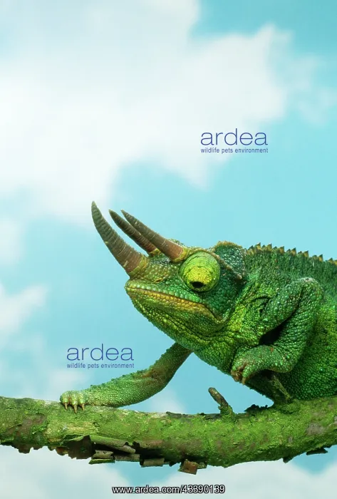: JACKSON'S CHAMELEON - on branch : JACKSON'S CHAMELEON - on branch