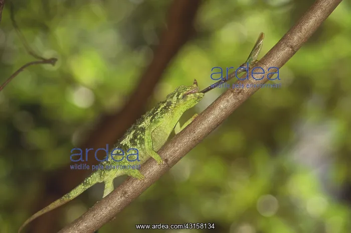 : Jackson's Chameleon catching fly : Jackson's Chameleon catching fly