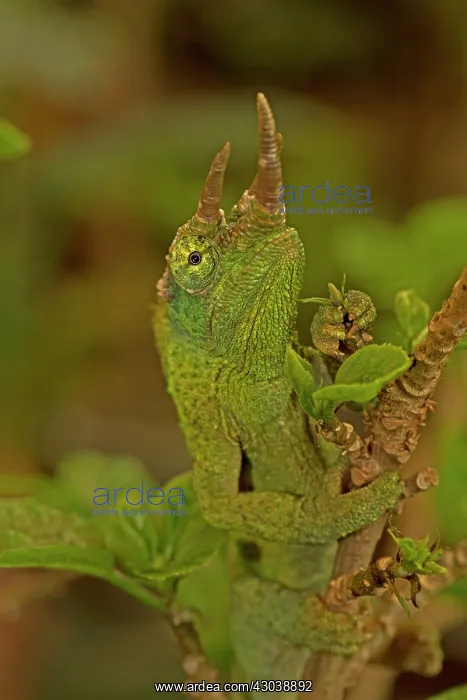 : Jackson's Chameleon / Jackson's Three-horned Chameleon : Jackson's Chameleon / Jackson's Three-horned Chameleon
