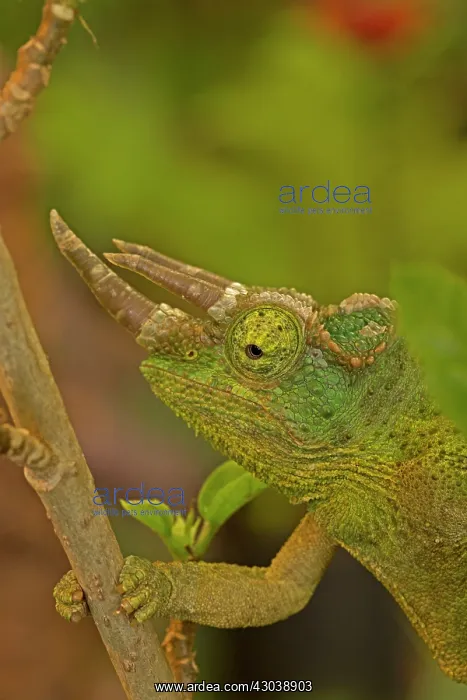 : Jackson's Chameleon / Jackson's Three-horned Chameleon : Jackson's Chameleon / Jackson's Three-horned Chameleon