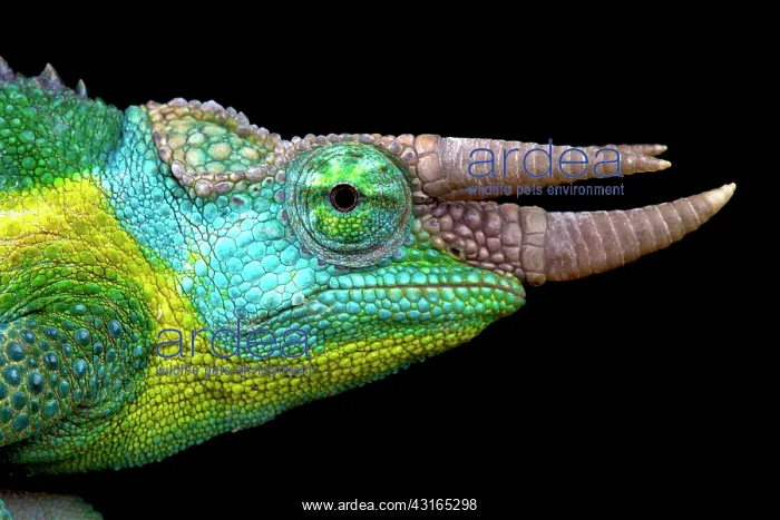 : Jackson's chameleon (Trioceros jacksonii), Kenya : Jackson's chameleon (Trioceros jacksonii), Kenya