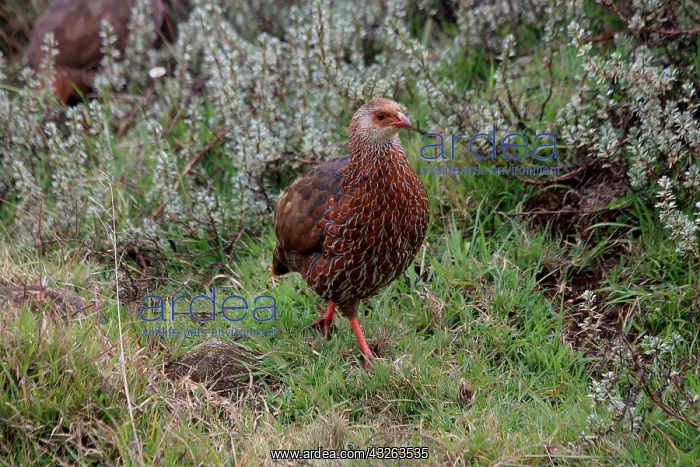 : Jackson's Francolin : Jackson's Francolin