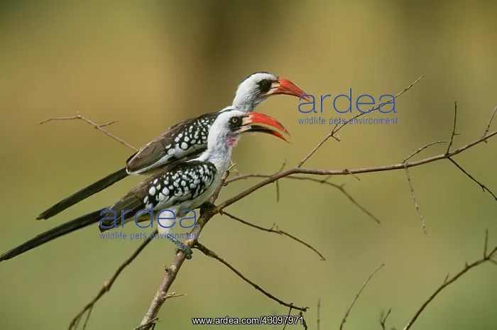 : Jackson's Hornbills : Jackson's Hornbills