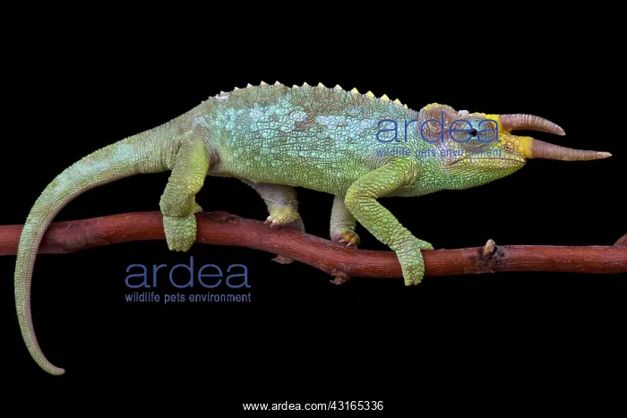 : Jackson's Three-Horned Chameleon (Trioceros jacksonii : Jackson's Three-Horned Chameleon (Trioceros jacksonii