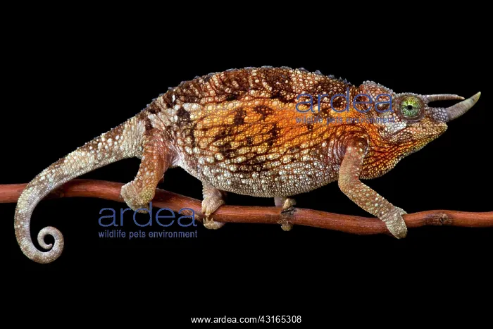 : Jackson's Three-Horned Chameleons (Trioceros jacksonii : Jackson's Three-Horned Chameleons (Trioceros jacksonii