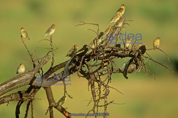  : Jackson's Widowbird - male in breeding plumage