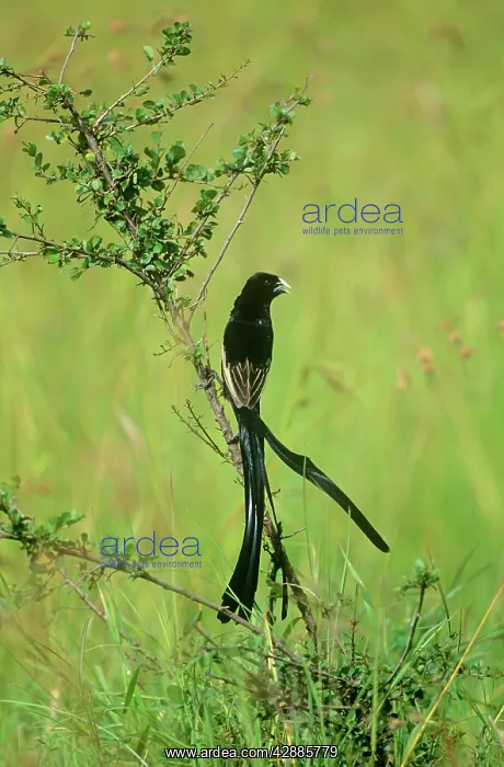  : Jackson's Widowbird - male in breeding plumage