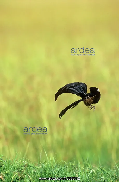  : Jackson's Widowbird - male displaying above cleared area