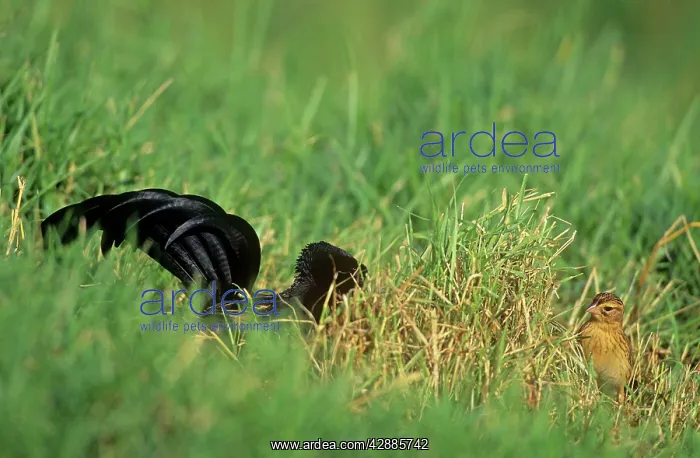  : Jackson's Widowbird - male displaying before female