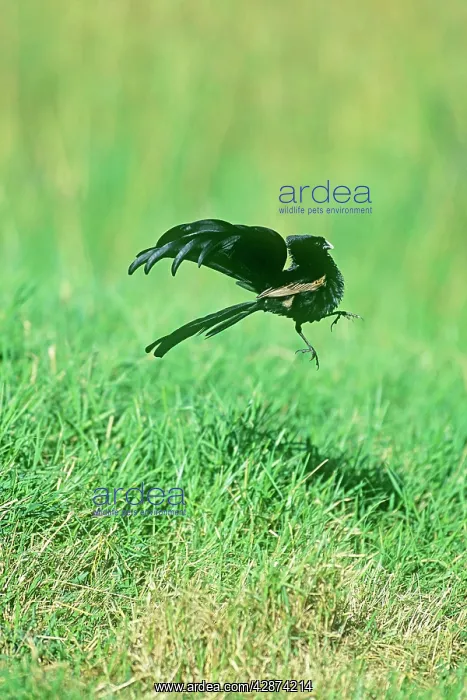  : Jackson's Widowbird - male displaying above lek