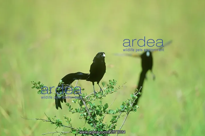  : Jackson's Widowbird - males in breeding plumage