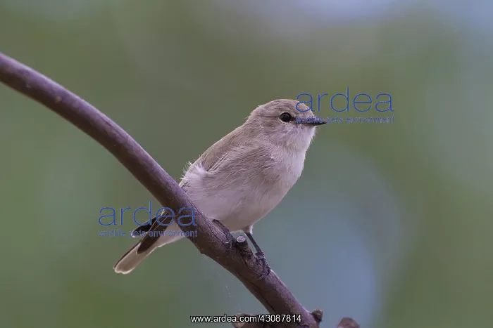 : Jacky Winter : Jacky Winter