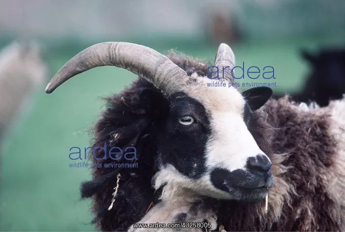 : JACOB SHEEP : JACOB SHEEP