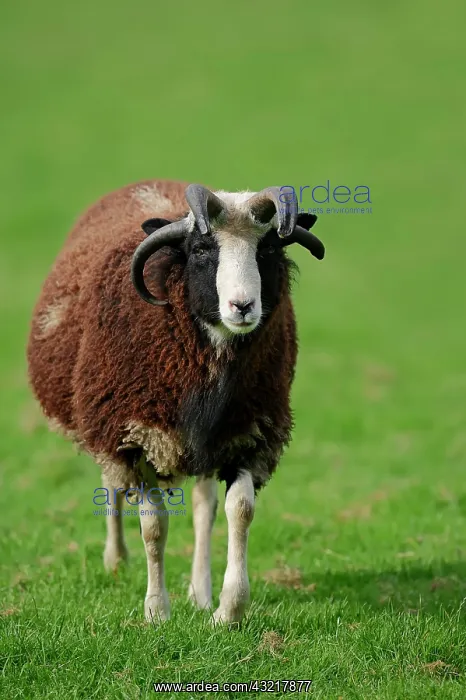 : Jacob sheep (Ovis ammon f aries), North Rhine-Westphalia : Jacob sheep (Ovis ammon f aries), North Rhine-Westphalia