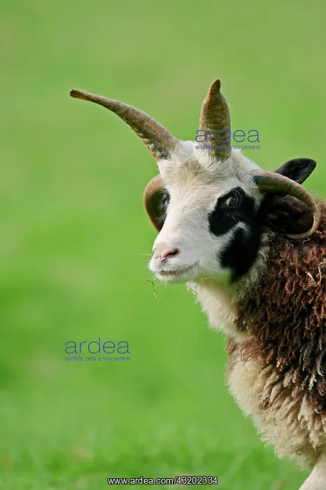 : Jacob sheep (Ovis ammon f aries), portrait, North : Jacob sheep (Ovis ammon f aries), portrait, North