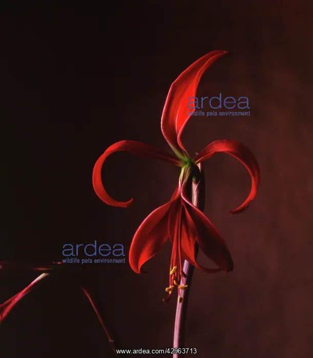 : Jacobean Lily : Jacobean Lily