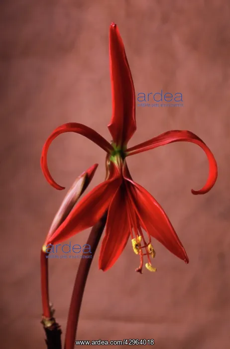 : Jacobean Lily : Jacobean Lily