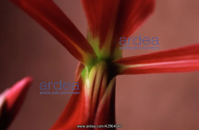 : Jacobean Lily : Jacobean Lily