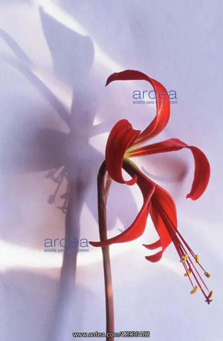 : Jacobean Lily : Jacobean Lily